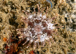Anemones