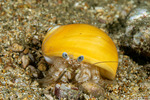 Pagurus