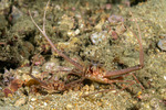 Crabs