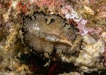 Euryleptidae