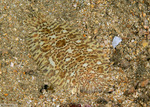 Pleuronectiformes