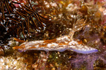 Miamirinae