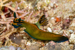 Nembrothinae