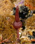 Calcarea