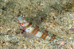 Gobiiformes