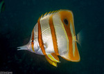 Butterflyfishes