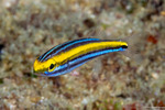 Nemipteridae
