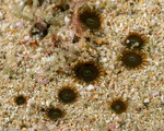 Cnidarians