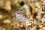 Littorinimorpha