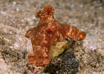 Chromodoridoidea