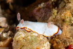 Goniobranchus