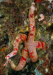 Valvatacea