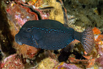 Tetraodontiformes