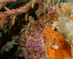 Coleoidea