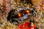 Erroneinae