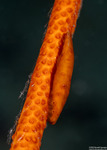 Aclyvolva