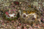 Odontophora