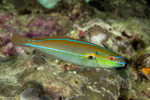 Stethojulis