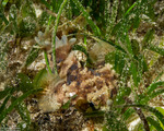 Batrachoididae