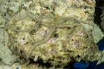 Brittle Stars