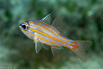 Apogonidae