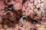 Nembrothinae
