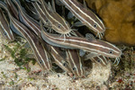 Plotosus