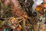 Sea Urchins