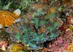 Stony Corals