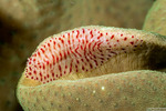 Ctenophora
