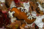 Pseudobiceros