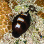 Bistolidini