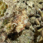 Portuninae