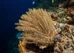 Comatulidae