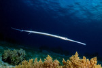Fistularia