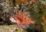 Pteroinae