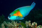 Scaridae