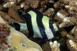 Dascyllus