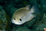 Actinopterygii