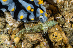 Tripterygiinae