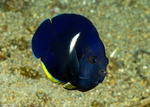 Angelfishes