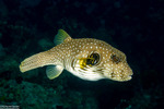 Tetraodontiformes