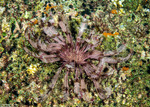Himerometroidea