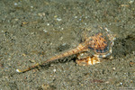 Neogastropoda