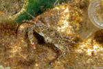 Thalamitinae
