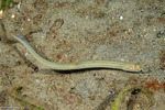 Ariosoma