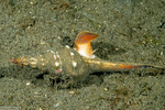 Buccinoidea