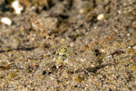 Galatheidae