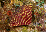 Annelida