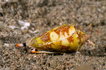 Conus